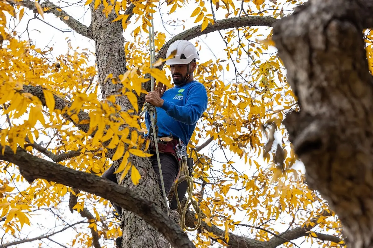 Skilled Tree Trimming crew working in Hanceville